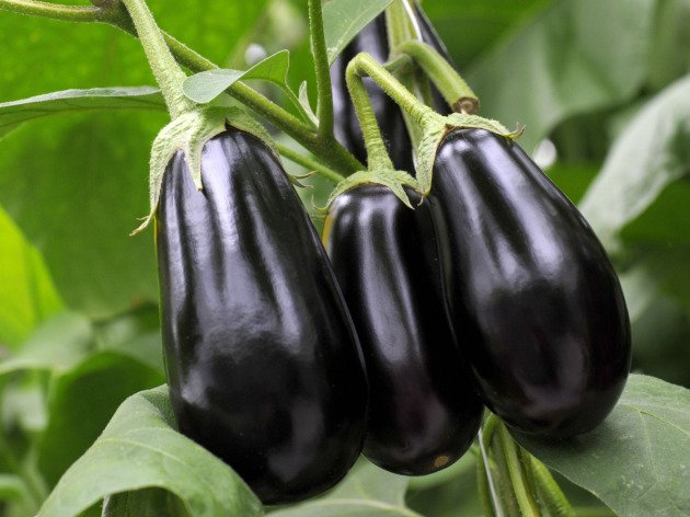 Aubergine bio - Plant