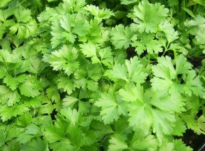 Persil plat bio - Plant
