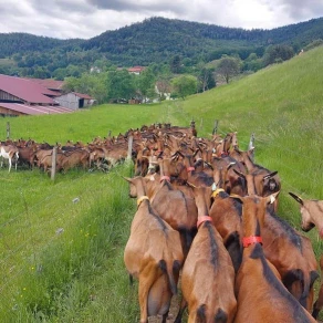 Chèvrerie Le CabriOlait