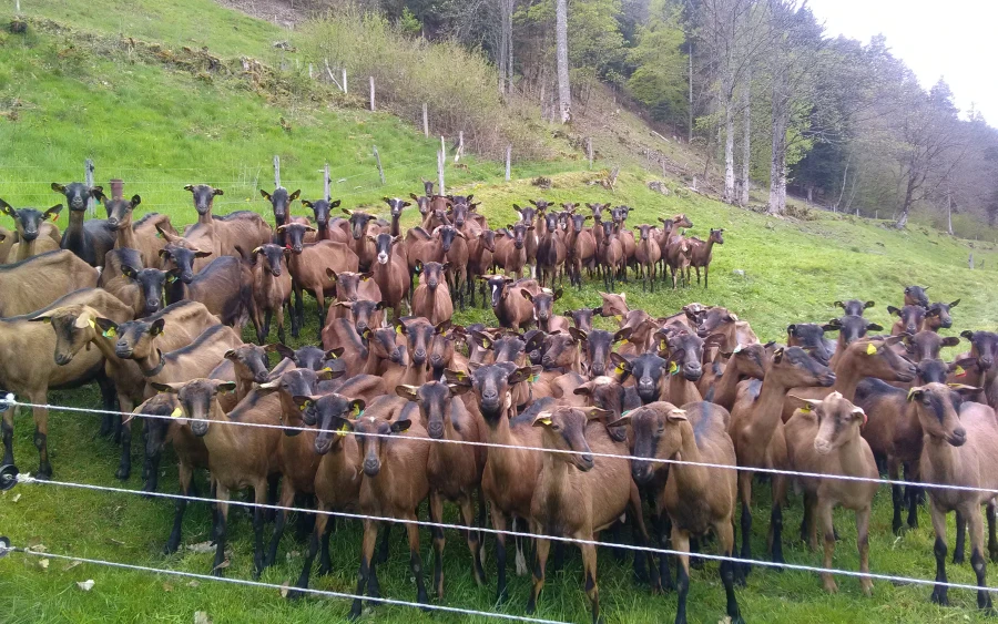 Chèvrerie Le CabriOlait