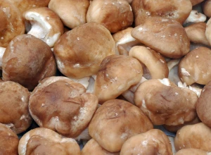 Shiitake bio