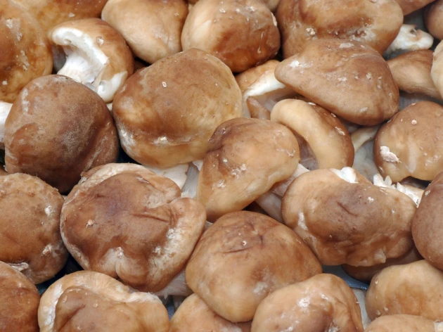 Shiitake bio