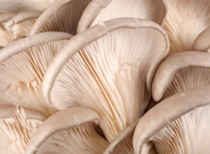 Pleurote gris bio