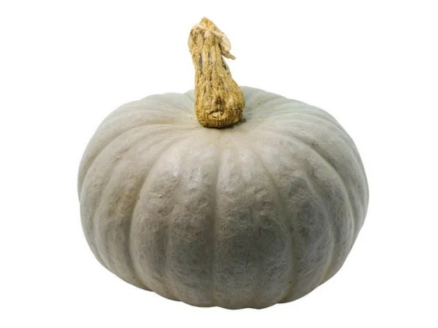 Courge 