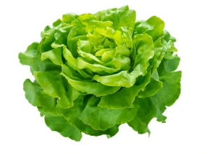 Laitue verte bio - Pièce